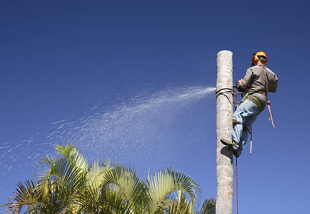 Best Tree Health Inspection  in Waialua, HI